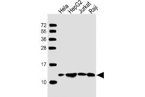 All lanes : Anti-HSPE1 Antibody (Center) at1:2000 dilution Lane 1: Hela whole cell lysate Lane 2: HepG2 whole cell lysate Lane 3: Jurkat whole cell lysate Lane 4: Raji whole cell lysate Lysates/proteins at 20 μg per lane.
