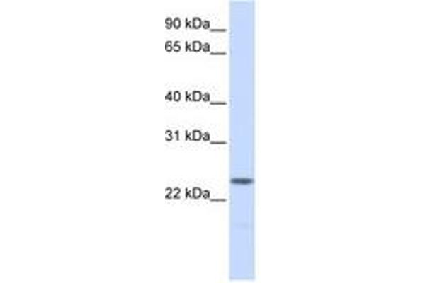 NPM2 antibody  (AA 36-85)