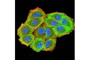 Immunofluorescence analysis of Hela cells using CBX7 mouse mAb (green). (CBX7 antibody  (AA 15-147))