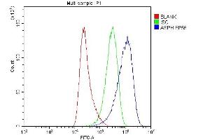 Flow Cytometry analysis of HeLa cells using anti-ASPH antibody (ABIN3043790). (Aspartate beta Hydroxylase antibody  (C-Term))