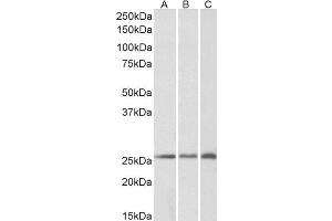 ABIN238612 (0. (CSRP2 antibody  (Internal Region))