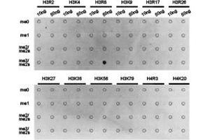 Dot-blot analysis of all sorts of methylation peptides using H3R8me2s antibody. (Histone 3 antibody  (H3R8me2s))