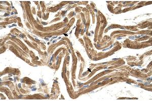 Human Muscle (FICD antibody  (C-Term))