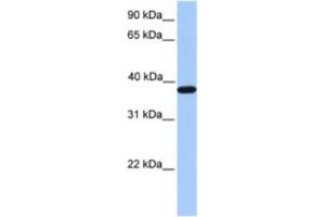 Western Blotting (WB) image for anti-Actin-Related Protein T2 (ACTRT2) antibody (ABIN2463523) (ACTRT2 antibody)