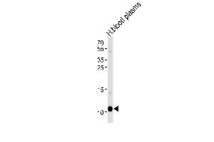 OA2 Antibody (Center) 20525c western blot analysis in human blood plasma tissue lysates (35 μg/lane). (APOA2 antibody  (AA 23-56))