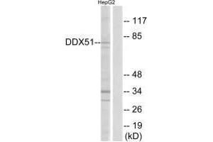 Western blot analysis of extracts from HepG2 cells, using DDX51 antibody. (DDX51 antibody  (C-Term))