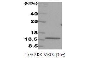 Figure annotation denotes ug of protein loaded and % gel used. (IRF3 Protein (AA 1-112))