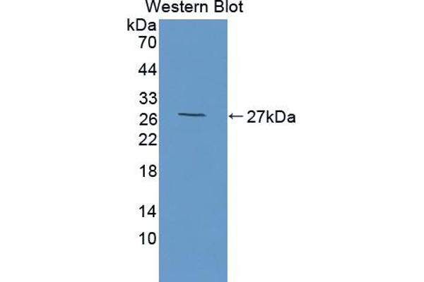HAP1 antibody  (AA 132-328)