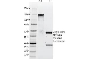 SDS-PAGE Analysis Purified Tenascin C Mouse Monoclonal Antibody (SPM319). (TNC antibody)