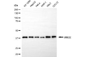 anti-Ubiquitin-Conjugating Enzyme E2Z (UBE2Z) antibody