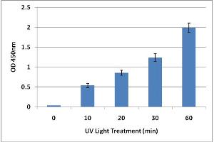 DNA Damage Induced by UV Light. (UV-Induced DNA Damage ELISA Kit)