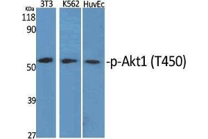 Western Blot (WB) analysis of specific cells using Phospho-Akt1 (T450) Polyclonal Antibody. (AKT1 antibody  (pThr450))