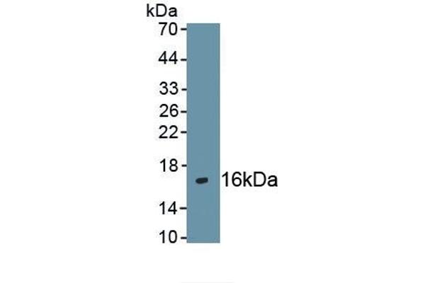 CXCR4 anticorps  (AA 262-352)