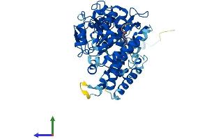 AlphaFold protein structure predicition of Human Recombinant CYP3A43 Protein, UniprotID Q9HB55 (CYP3A4 Protein (AA 1-503) (His tag))