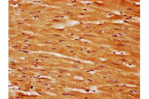GLIS2 antibody  (AA 332-505)