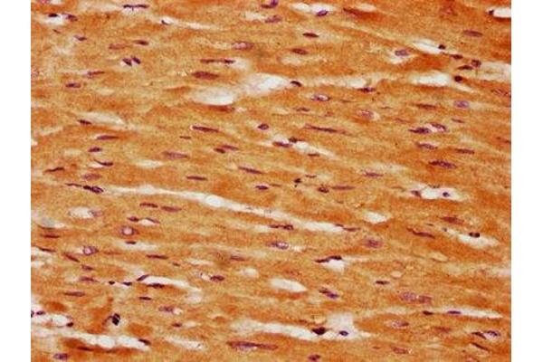 GLIS2 antibody  (AA 332-505)