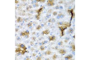 Immunohistochemistry of paraffin-embedded mouse liver using NCL antibody (ABIN5975400) at dilution of 1/200 (40x lens). (Nucleolin antibody)