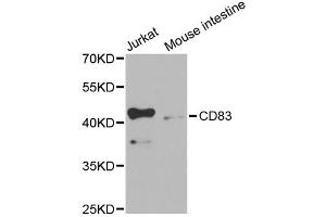 Western blot analysis of extracts of various cell lines, using CD83 antibody (ABIN1871655) at 1:1000 dilution. (CD83 antibody)