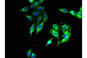 DNAJB14 antibody  (AA 1-244)