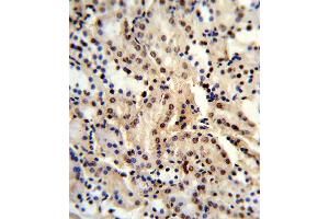 Formalin-fixed and paraffin-embedded human kidney reacted with BAT1 Antibody (C-term), which was peroxidase-conjugated to the secondary antibody, followed by DAB staining. (BAT1 antibody  (C-Term))