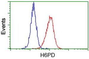 Flow cytometric Analysis of Hela cells, using anti-H6PD antibody (ABIN2453103), (Red), compared to a nonspecific negative control antibody (TA50011), (Blue). (Glucose-6-Phosphate Dehydrogenase antibody)