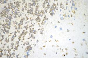 Immunohistochemistry was performed on paraffin-embedded mouse brain using DUT antibody (ABIN7798312), 1:200).