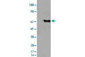 HEK293 overexpressing EHD2 and probed with EHD2 polyclonal antibody  (mock transfection in first lane), tested by Origene. (EHD2 antibody  (C-Term))