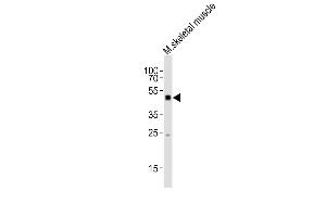 Anti-Smad1 Antibody (Center) at 1:1000 dilution + mouse skeletal muscle lysates Lysates/proteins at 20 μg per lane. (SMAD1 antibody  (AA 154-187))