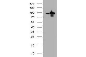 Image no. 1 for anti-Splicing Factor 3a, Subunit 1 (SF3A1) (AA 249-568) antibody (ABIN1491275) (SF3A1 antibody  (AA 249-568))