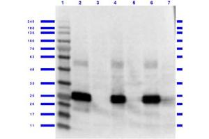 Western Blotting (WB) image for anti-Green Fluorescent Protein (GFP) antibody (ABIN100085)