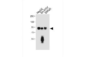 All lanes : Anti-PROX1 Antibody (Center) at 1:500 dilution Lane 1: HepG2 whole cell lysate Lane 2: SH-SY5Y, whole cell lysate Lane 3: S whole cell lysate Lysates/proteins at 20 μg per lane. (PROX1 antibody  (AA 185-214))