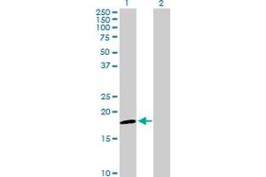 Western Blot analysis of NDUFAB1 expression in transfected 293T cell line by NDUFAB1 MaxPab polyclonal antibody. (NDUFAB1 antibody  (AA 1-156))