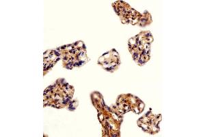 Immunohistochemical analysis of paraffin-embedded H. (DLK1 antibody  (C-Term))