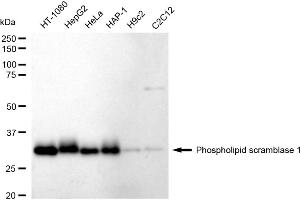 Western blotting analysis using Phospholipid scramblase 1 antibody (ABIN7799825). (Recombinant PLSCR1 antibody)