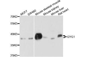 Western blot analysis of extract of various cells, using GYG1 antibody.