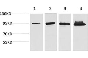 Western blot analysis of 1) Hela, 2) 293T, 3) Mouse Liver tissue, 4) Rat Liver tissue using Catenin-β Monoclonal Antibody.