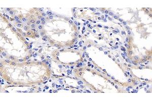 Detection of ERLIN2 in Human Kidney Tissue using Monoclonal Antibody to Endoplasmic Reticulum Lipid Raft Associated Protein 2 (ERLIN2) (ERLIN2 antibody  (AA 47-339))