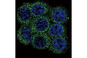 Confocal immunofluorescent analysis of PCSK2 Antibody (N-term) (ABIN391908 and ABIN2841722) with 293 cell followed by Alexa Fluor 488-conjugated goat anti-rabbit lgG (green). (PCSK2 antibody  (N-Term))