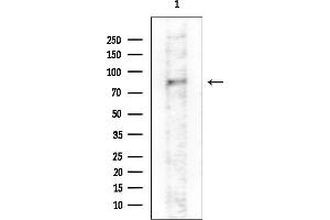 anti-GRB2-Associated Binding Protein 2 (GAB2) (C-Term) antibody