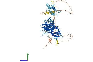 AlphaFold protein structure predicition of Mouse Recombinant Ptbp2 Protein, UniprotID Q91Z31 (PTBP2 Protein (AA 1-531) (His tag))