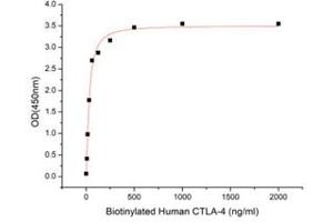 Activity Assay (AcA) image for CD80 (CD80) (AA 35-242) (Active) protein (His tag) (ABIN7607427)