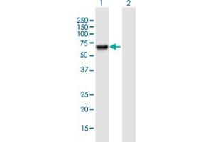Western Blot analysis of PSD3 expression in transfected 293T cell line by PSD3 MaxPab polyclonal antibody. (PSD3 antibody  (AA 1-513))
