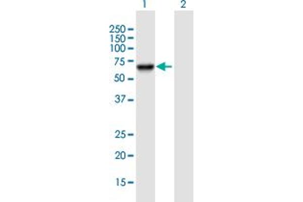 PSD3 Antikörper  (AA 1-513)