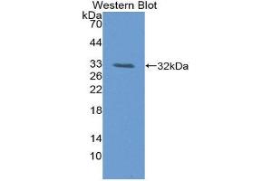 Western Blotting (WB) image for anti-Sirtuin 3 (SIRT3) (AA 5-257) antibody (ABIN1863147) (SIRT3 antibody  (AA 5-257))