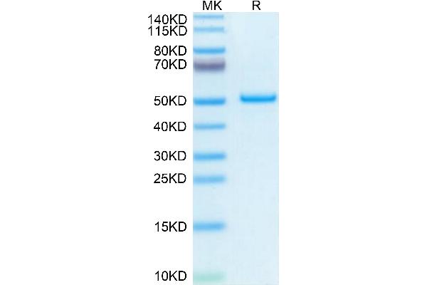 Pleiotrophin Protein (PTN) (AA 33-168) (Fc Tag)