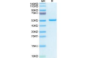 Mouse PTN on Tris-Bis PAGE under reduced condition. (Pleiotrophin Protein (PTN) (AA 33-168) (Fc Tag))