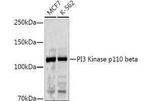 Western blot analysis of extracts of various cell lines, using PI3 Kinase p110 beta antibody (ABIN3021219, ABIN3021220, ABIN3021221 and ABIN6214072) at 1:1000 dilution. (PIK3CB antibody  (AA 771-1070))