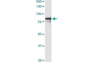 Immunoprecipitation of SCYL3 transfected lysate using anti-SCYL3 MaxPab rabbit polyclonal antibody and Protein A Magnetic Bead , and immunoblotted with SCYL3 purified MaxPab mouse polyclonal antibody (B01P) . (SCYL3 antibody  (AA 1-688))