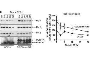 Western Blotting (WB) image for anti-Induced Myeloid Leukemia Cell Differentiation Protein Mcl-1 (MCL1) (Internal Region) antibody (ABIN6657786)