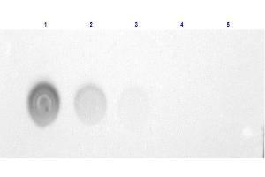 Dot Blot for HUMAN ALBUMIN-Fluorescein Conjugated. (Albumin Protein (ALB) (FITC))